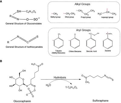 Sulforaphane: An emergent anti-cancer stem cell agent